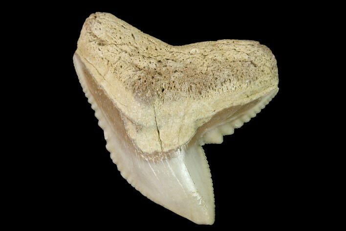 Fossil Tiger Shark (Galeocerdo) Tooth - Aurora, NC #143926